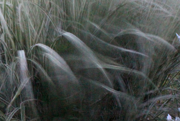miscanthus in motion