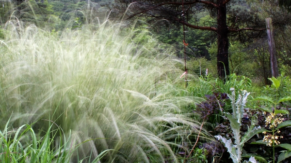 miscanthus in motion