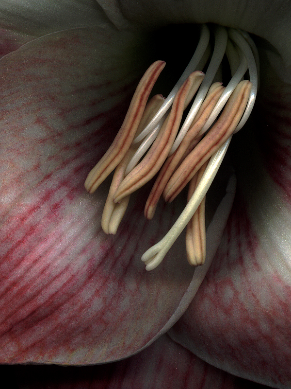 amaryllis scan