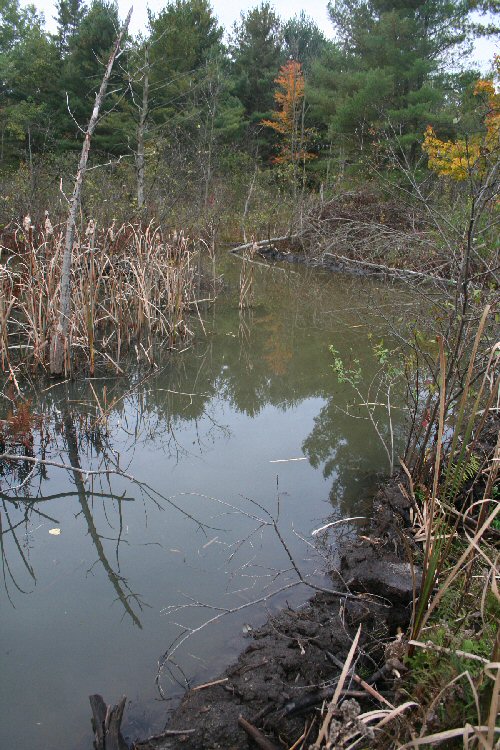 beaver pond