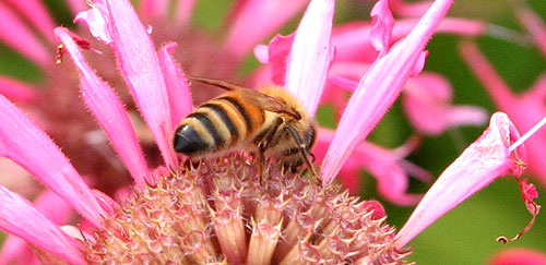 honeybee on monarda
