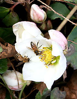 bees in hellebore flower