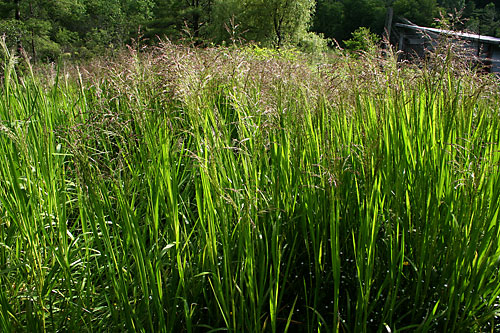 bog grass