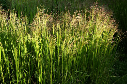 bog grass