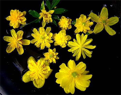 mutated flowers from around chernobyl