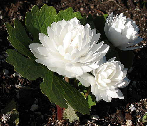 double-flowered bloodroot