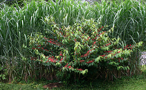 Viburnum plicatum var. tomentosum (Doublefile viburnum)