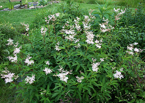 Filipendula has a reasonable flower-to-foliage ratio