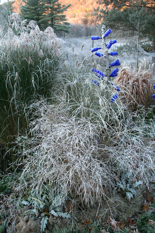 frost on grasses etc.