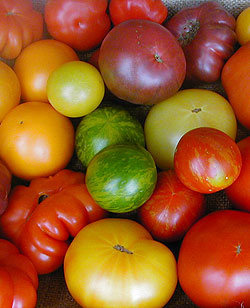 heirloom 'tomatoes