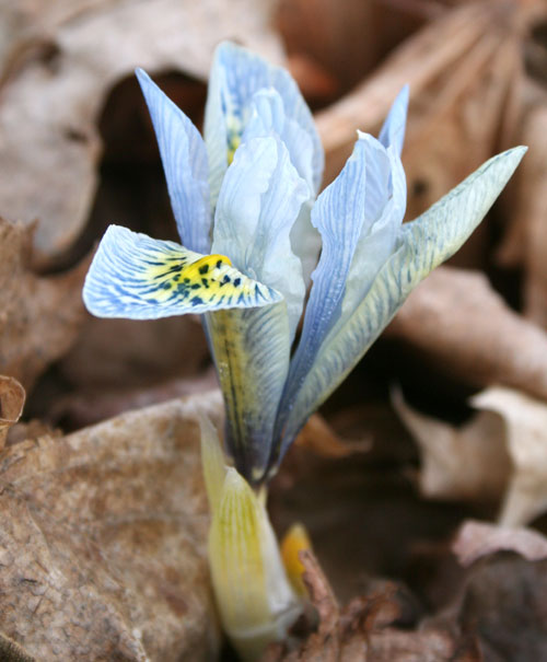 Iris histrioides â€˜Katharine Hodgkinâ€™