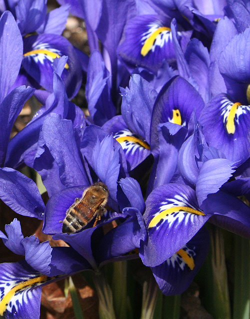 bees on iris reticulata