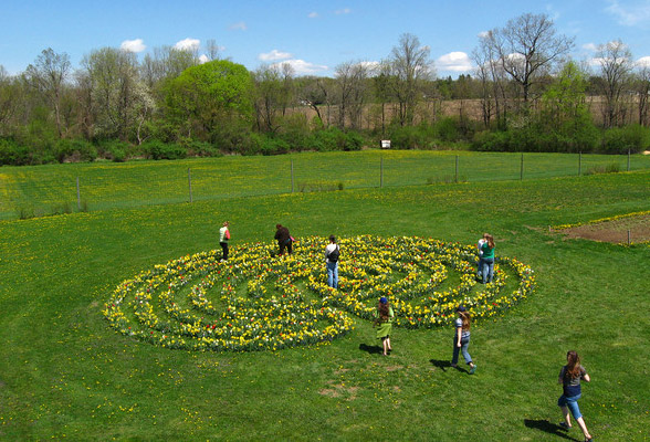 flower bulb labyrinth