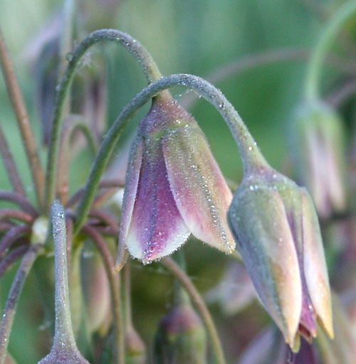 Nectaroscordum siculum ssp. bulgaricum