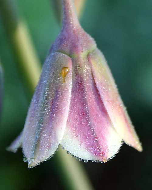 Nectaroscordum siculum ssp. bulgaricum