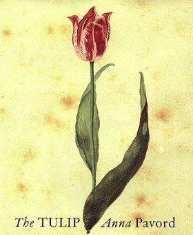 tulip cover