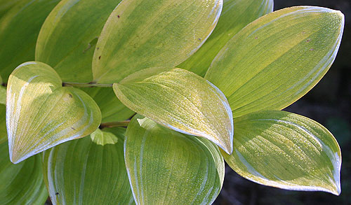 Polygonatum odoratum 'Variegatum'