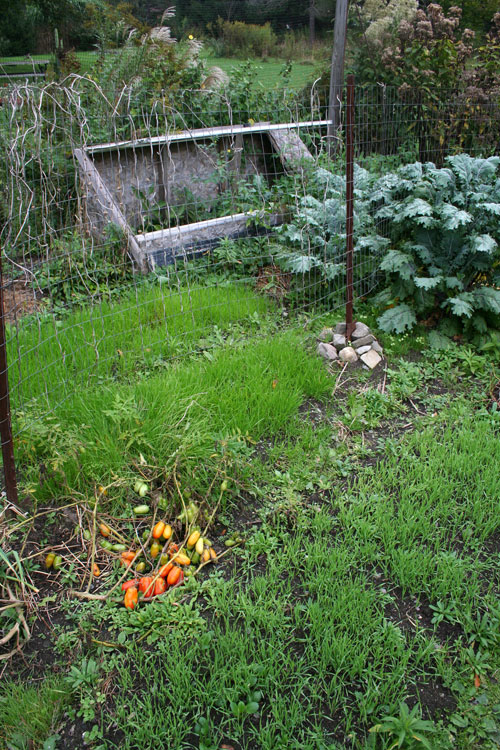 cover crops in veggie garden