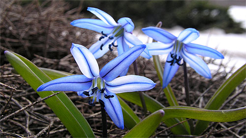 Scilla armena, Photo by Janis Ruksans, used with permission.