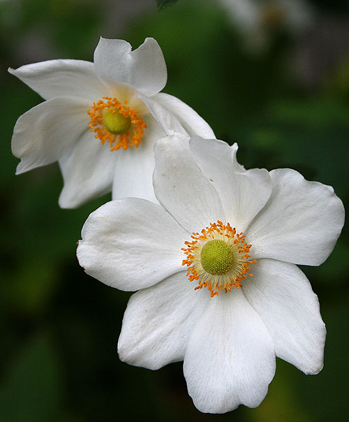 secret garden anemones