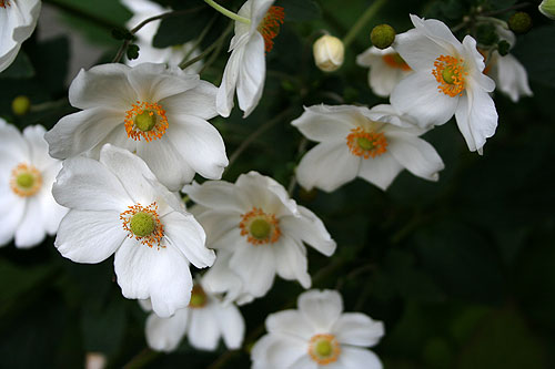 secret garden anemones