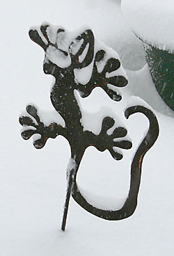 snow lizard