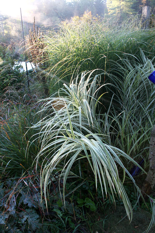 variegated miscanthus