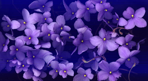 scanned violets