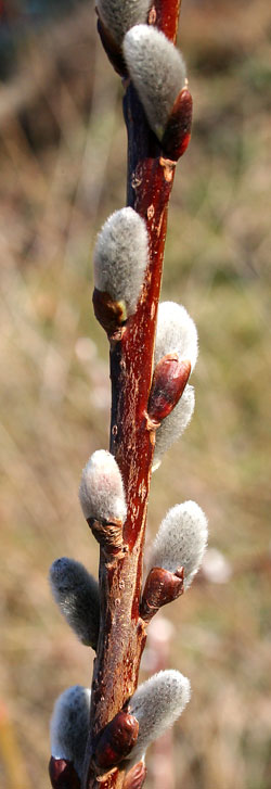 willow buds breaking