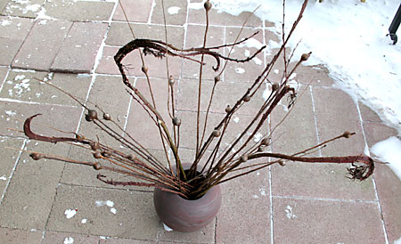 Willow and Solidago stem arrangement.