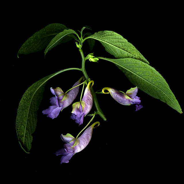 purple-plantx640