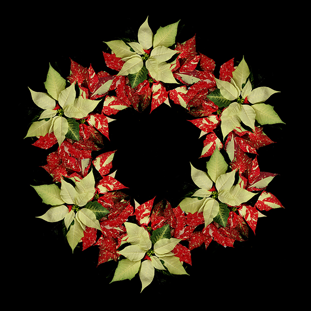 poinsettia wreath