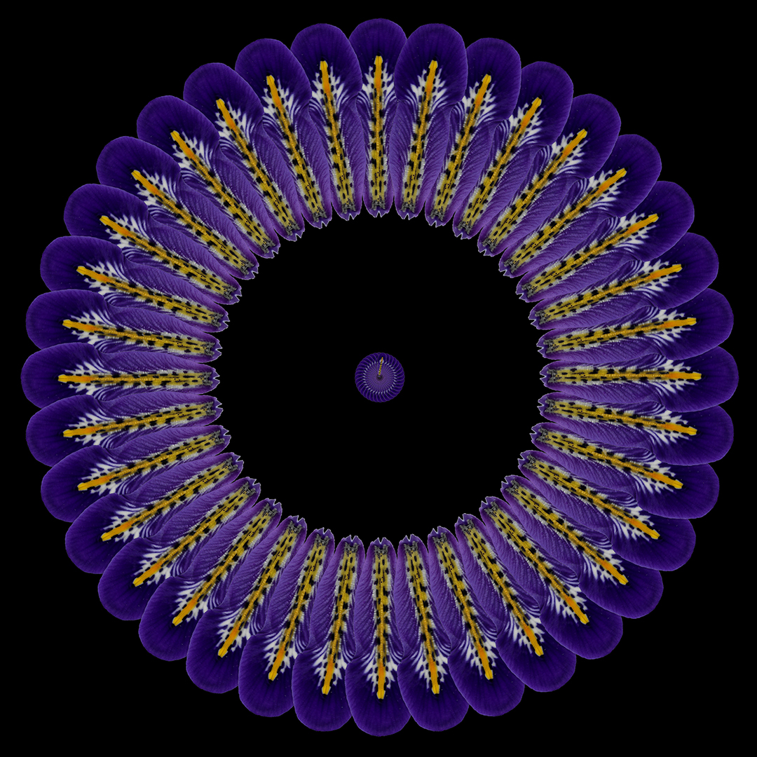 deconstructed iris 1 (purple)