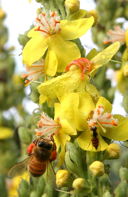 pollinators on verbascum