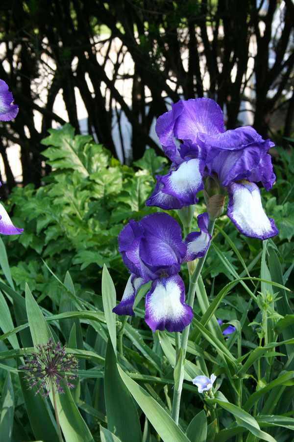 Bearded iris in Minns Garden.