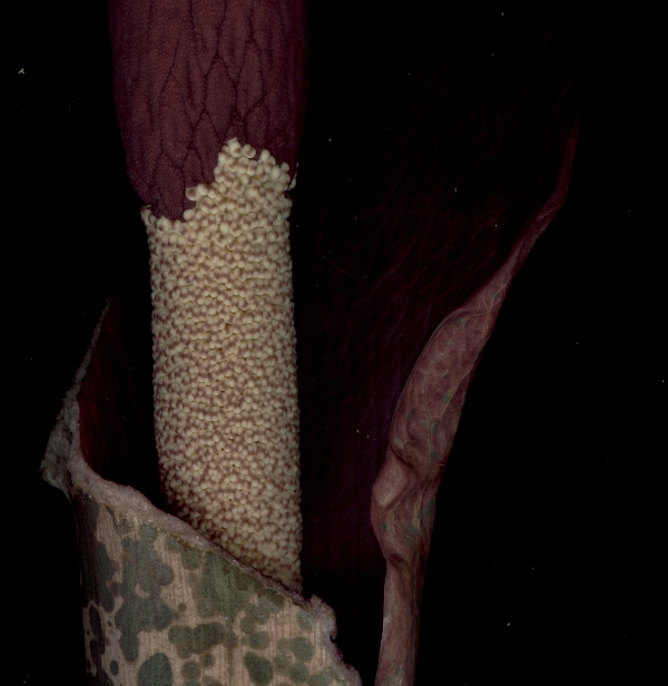 amorphophallus scan