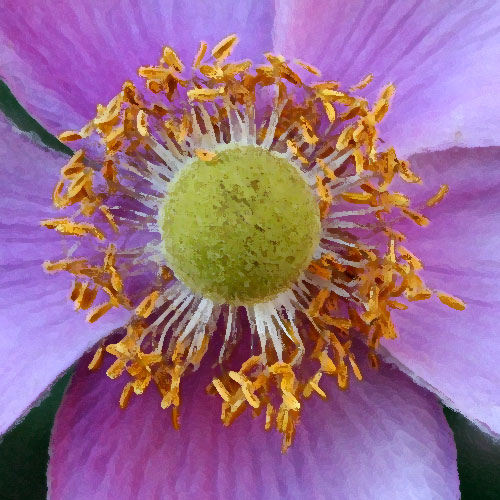 purple anemone