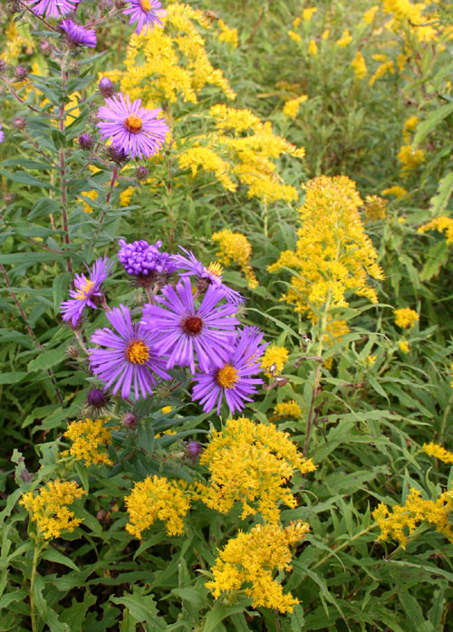 Asters and goldenrod.