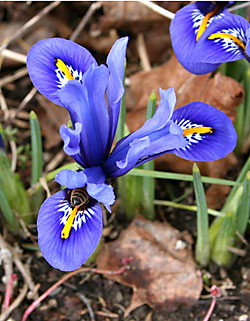 bee in iris
