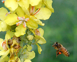 bee and verbascum