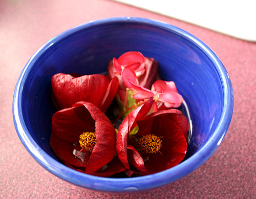 blooms in blue bowl