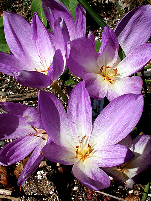 Colchicums from Kathy