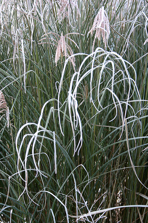 frost on grasses etc.