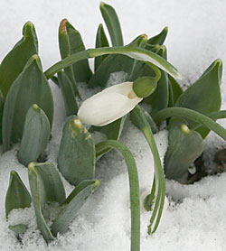 Confused Galanthus