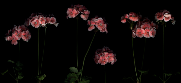 geraniums, err pelargoniums