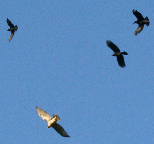 crows harassing hawk