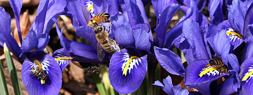 bees on iris reticulata
