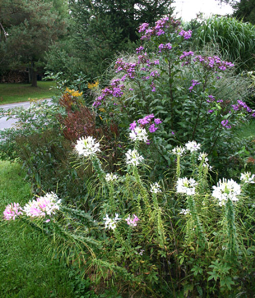 Ironweed and cleome 