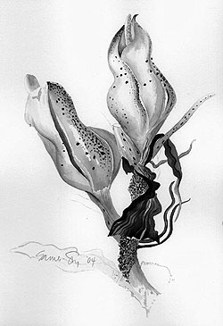 botanical illustration by Marcia Eames-Sheavly