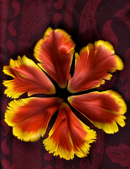 fringed tulip petal scan